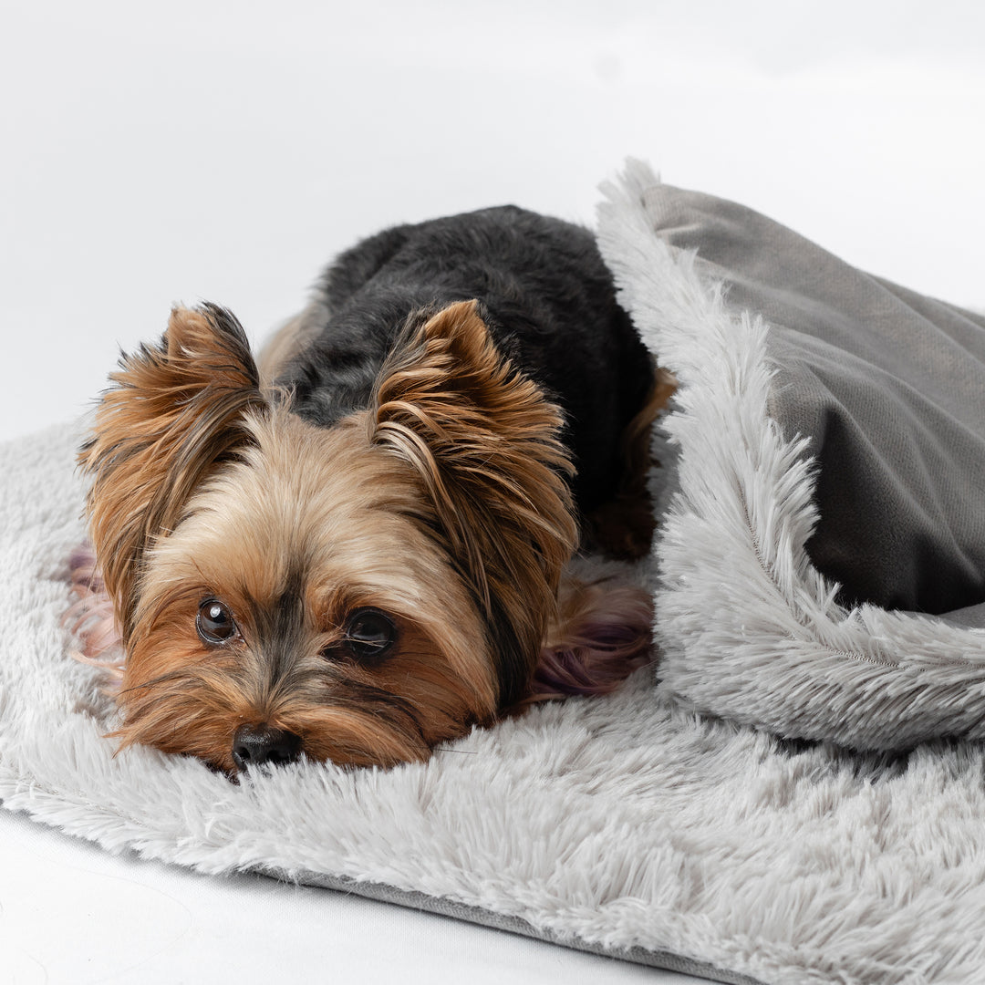 Small dog sleeping under Calming Cape weighted dog blanket