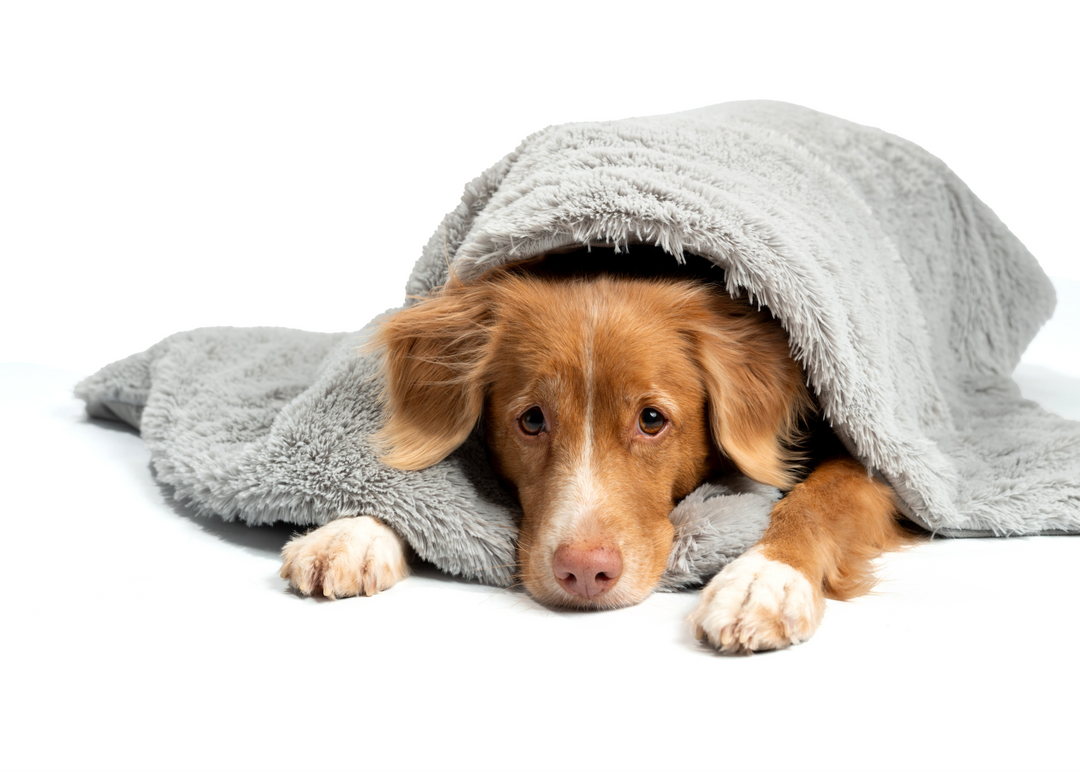 Stressad hund ligger och sover under sitt tyngdtäcke för hundar från Calming Cape