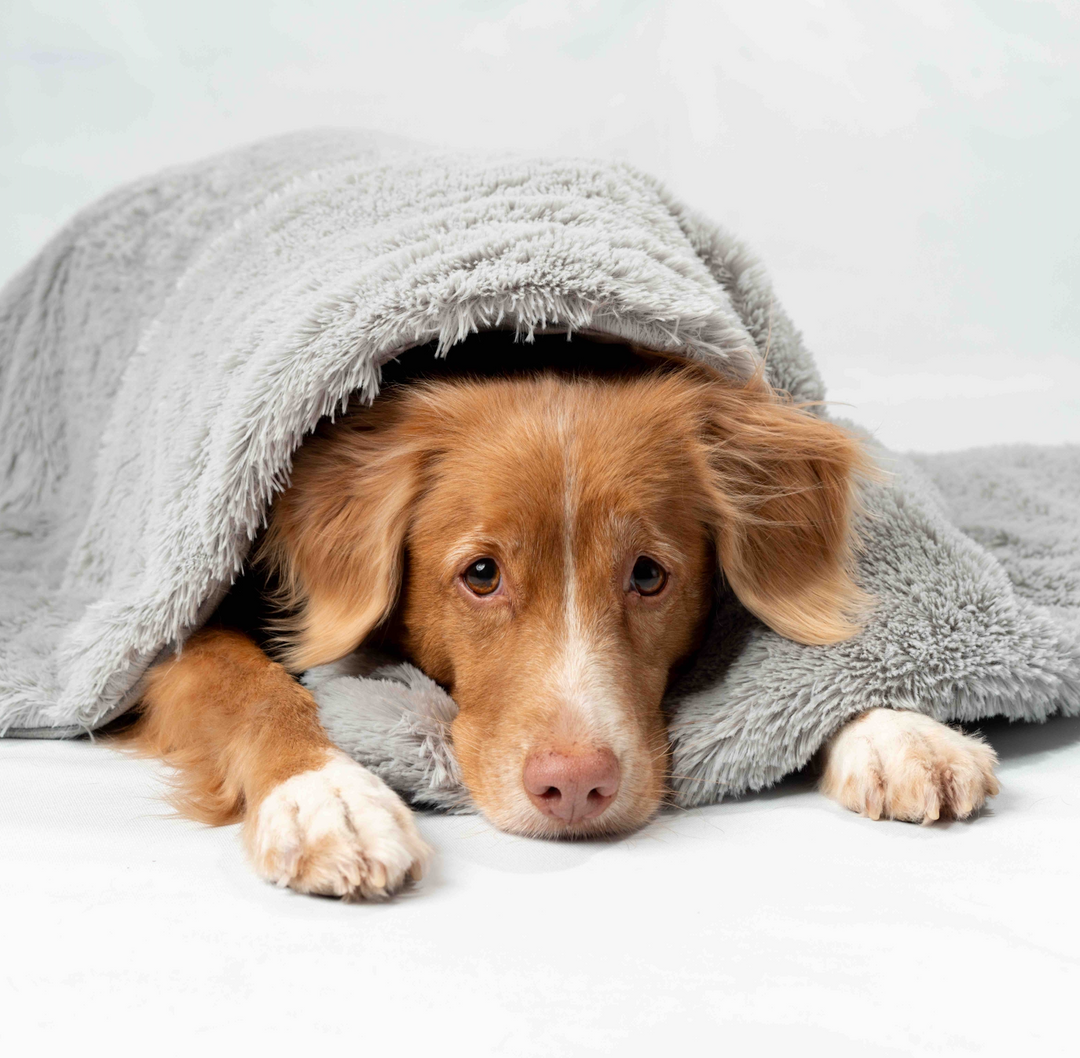 Tyngdtäcke för hund