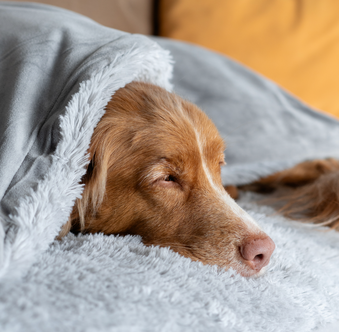 Tyngdtäcke för hund